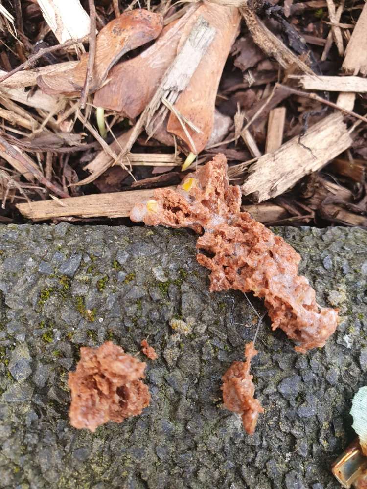 Giftköder-Giftköder-Profilbild