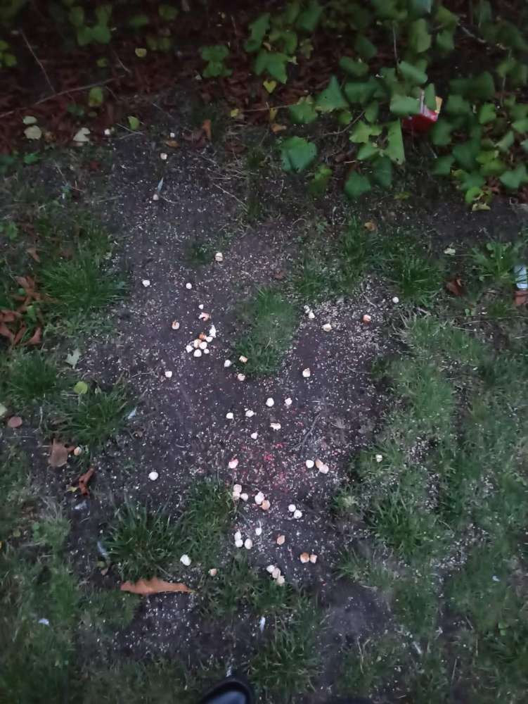 Giftköder-Giftköder TU-Harburg-Profilbild