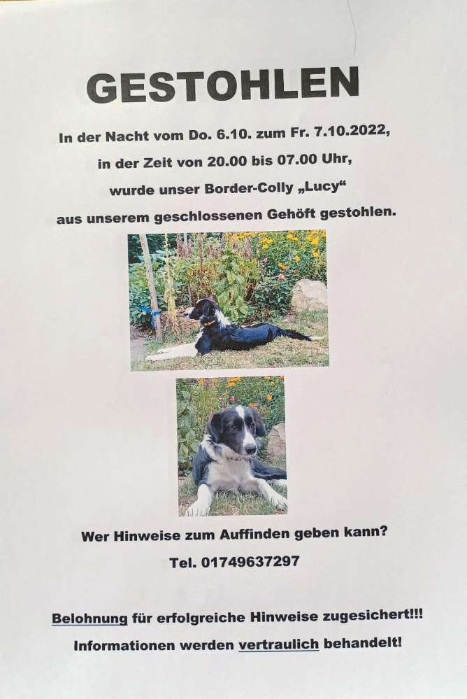 Suchmeldung-Lucy-Profilbild