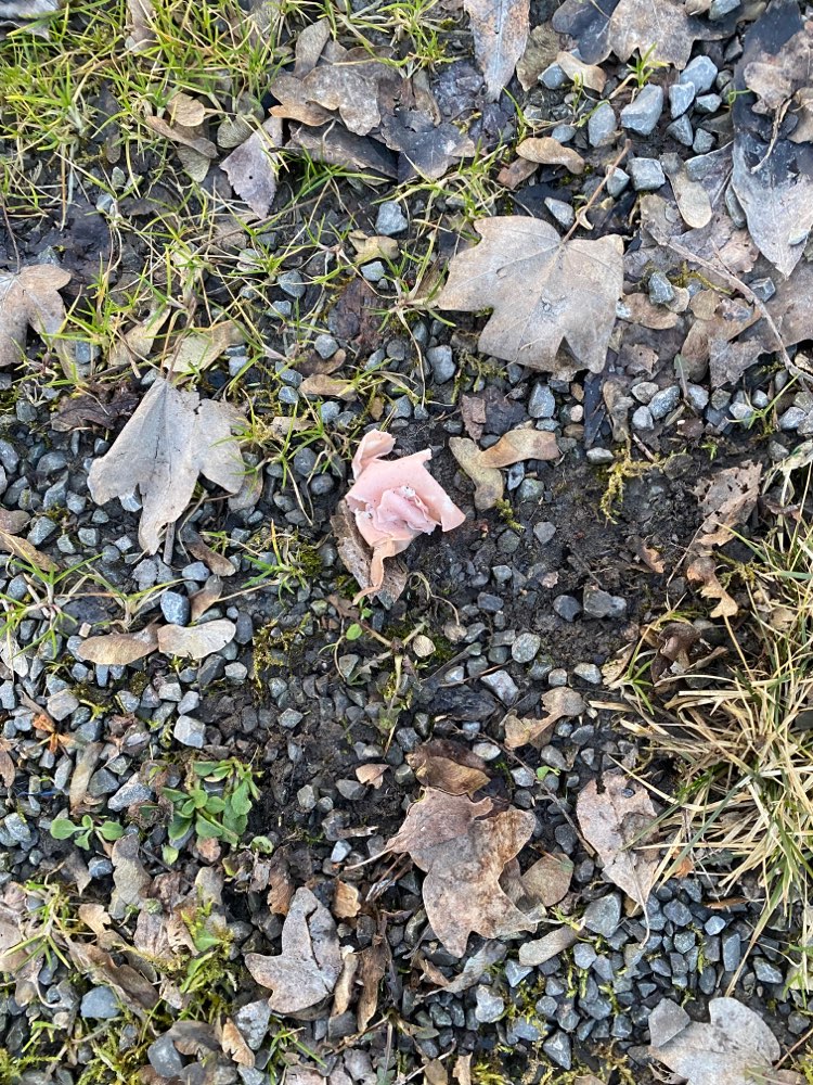 Giftköder-Giftköder in Schinken eingewickelt-Profilbild