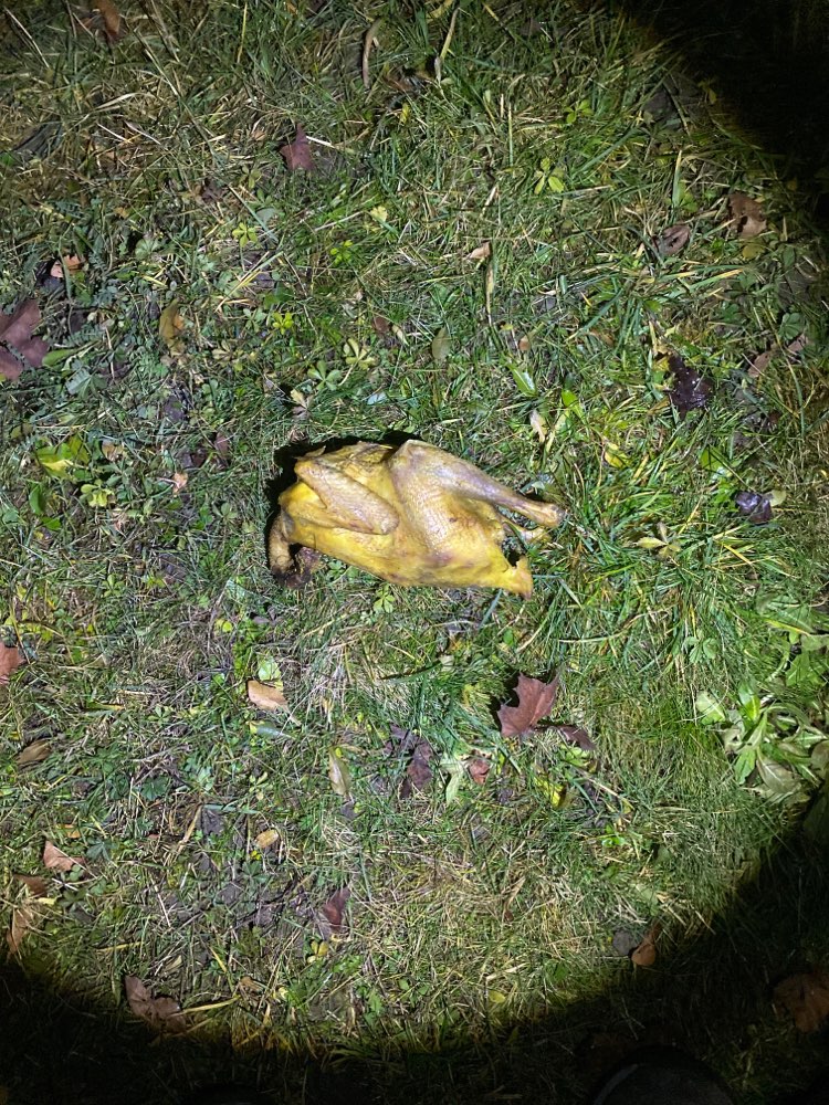 Giftköder-Ganzes Hähnchen vermutlich mit giftköder-Profilbild