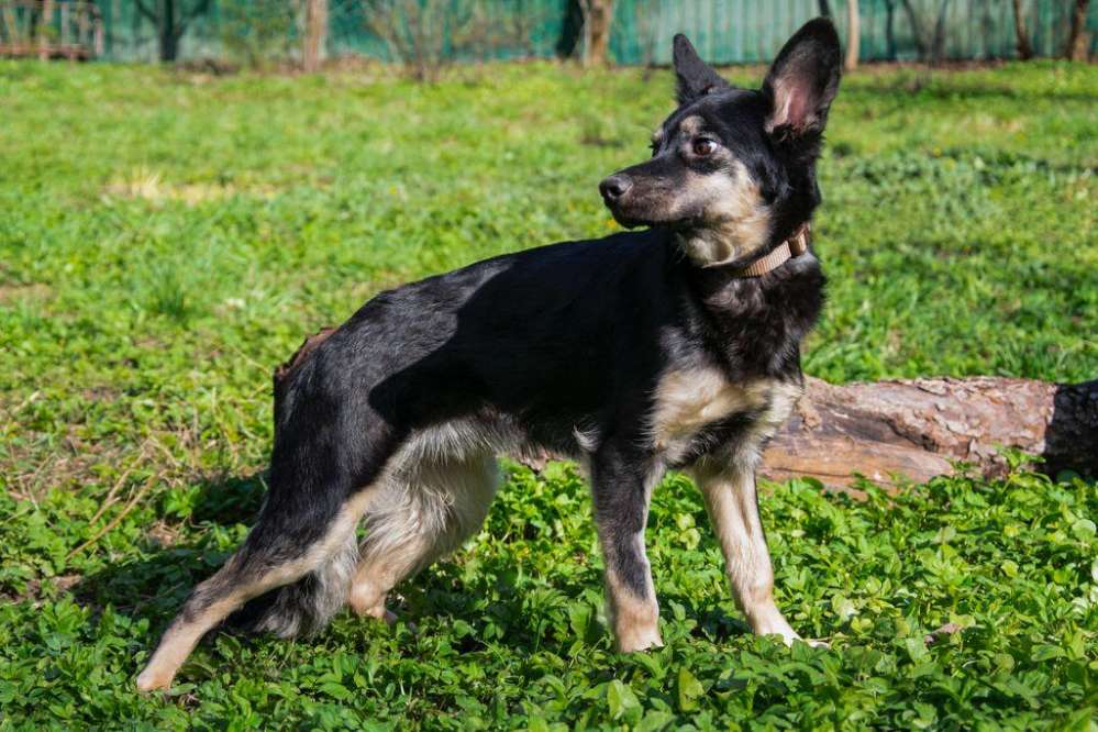 Suchmeldung-Blacki-Profilbild