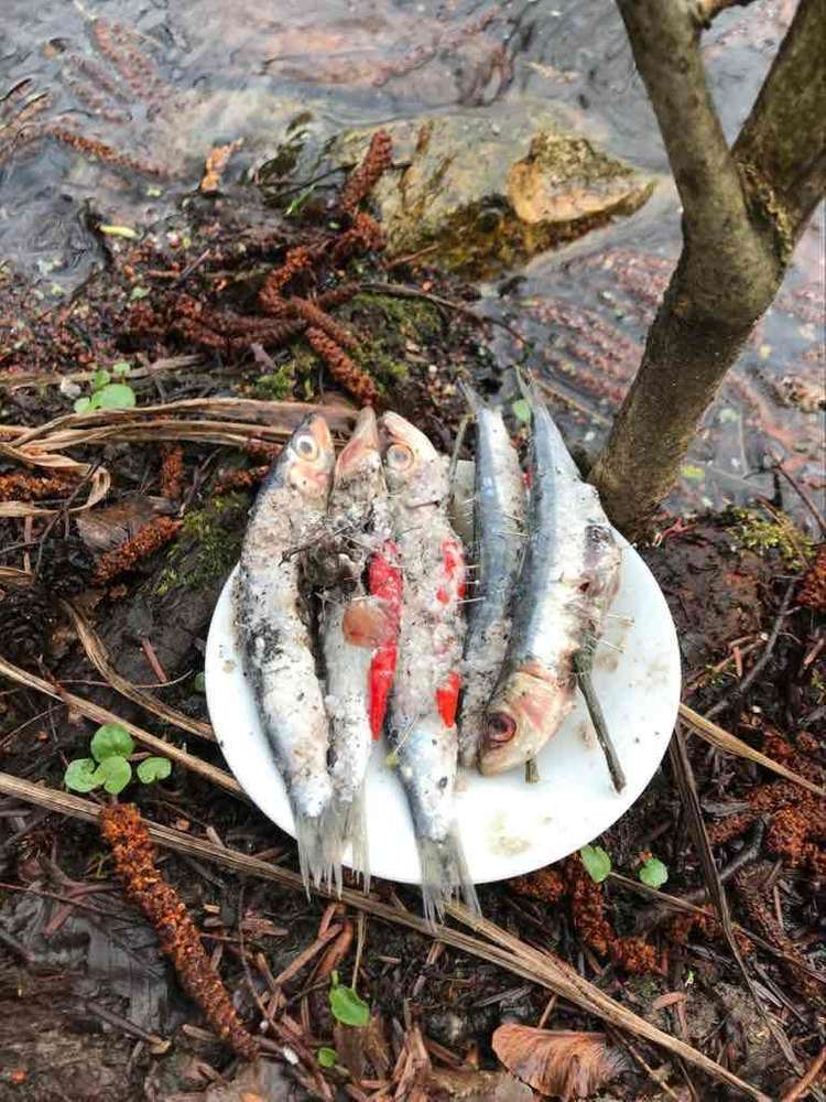 Giftköder-Mit Nadeln präparierte Fische-Profilbild