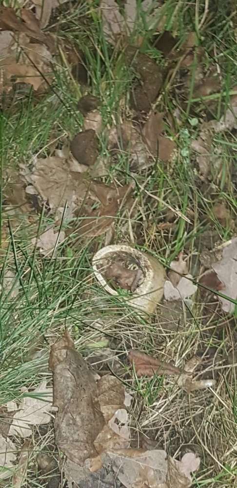 Giftköder-Evtl. Giftköder sowie Glasreste ihm Gras-Profilbild