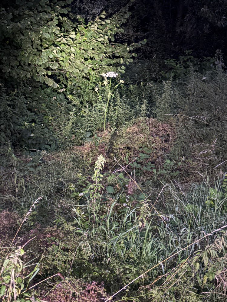 Giftköder-Wiesen-Bärenklau-Profilbild