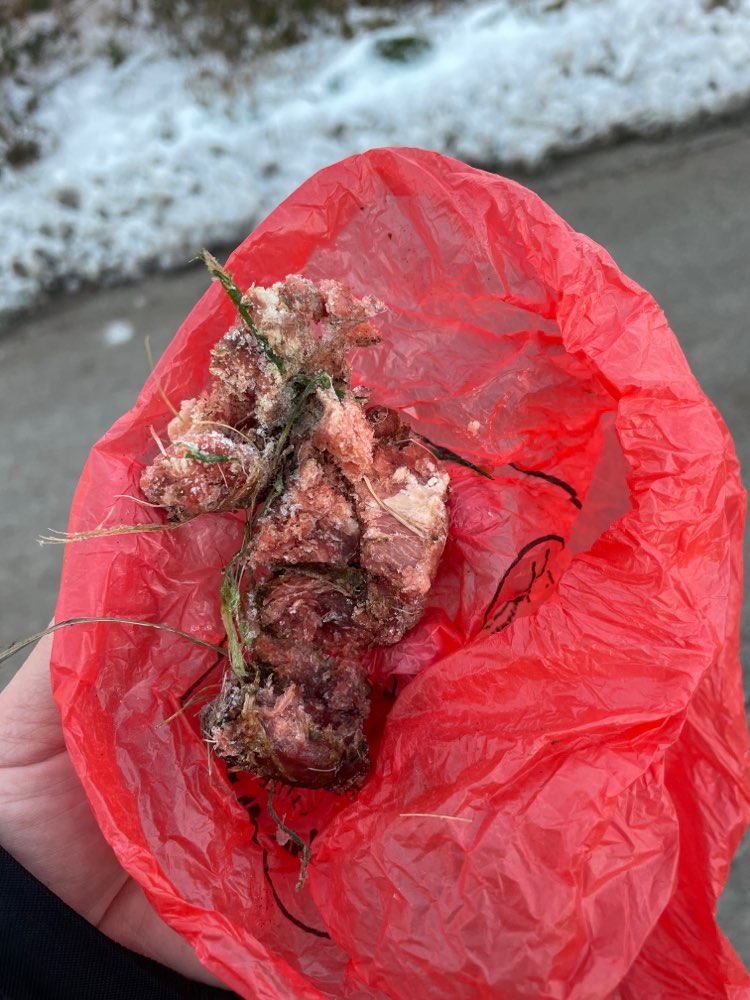 Giftköder-Rohes Stück Fleisch-Profilbild