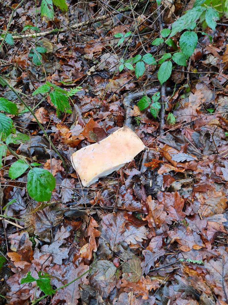 Giftköder-Speckstücke-Profilbild