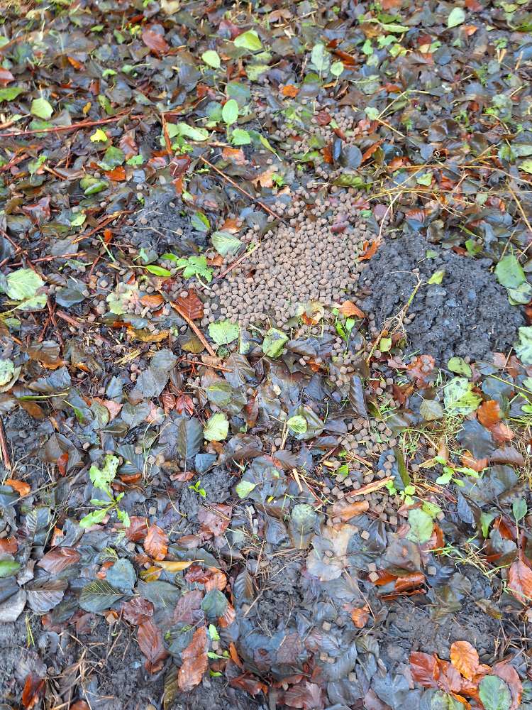 Giftköder-Hundefutter eventuell Giftköder-Profilbild