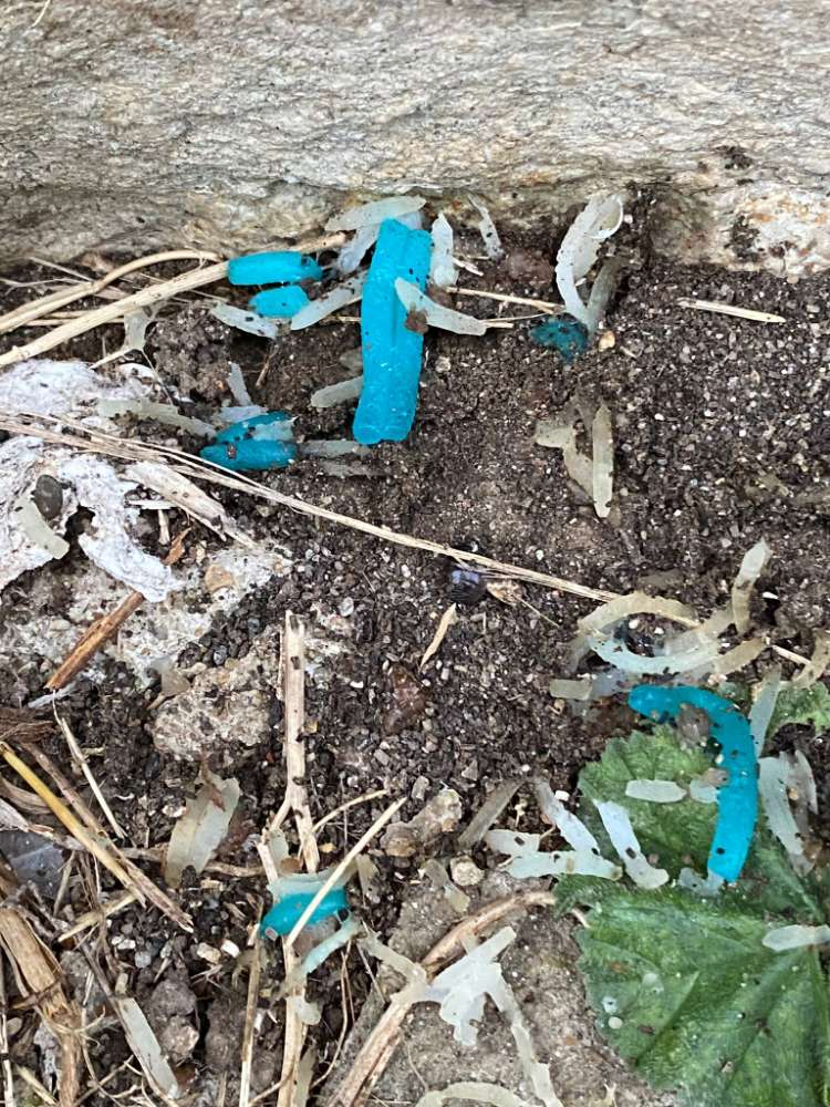 Giftköder-Vermutlich Giftköder in Emmerke-Profilbild