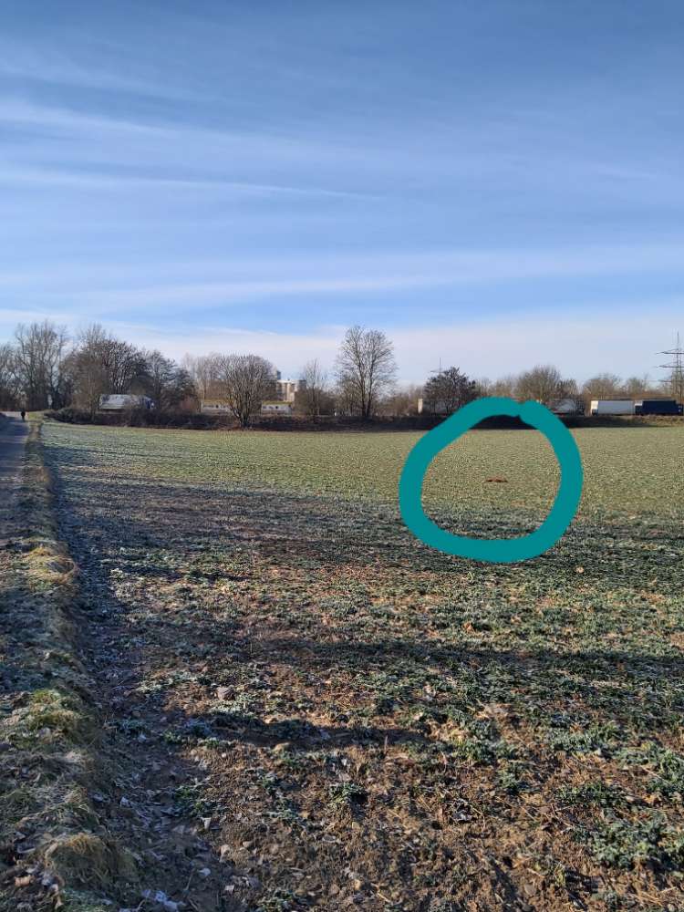 Giftköder-Toter Fuchs-Profilbild