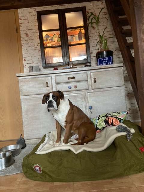 Suchmeldung-Charlie Brown-Profilbild