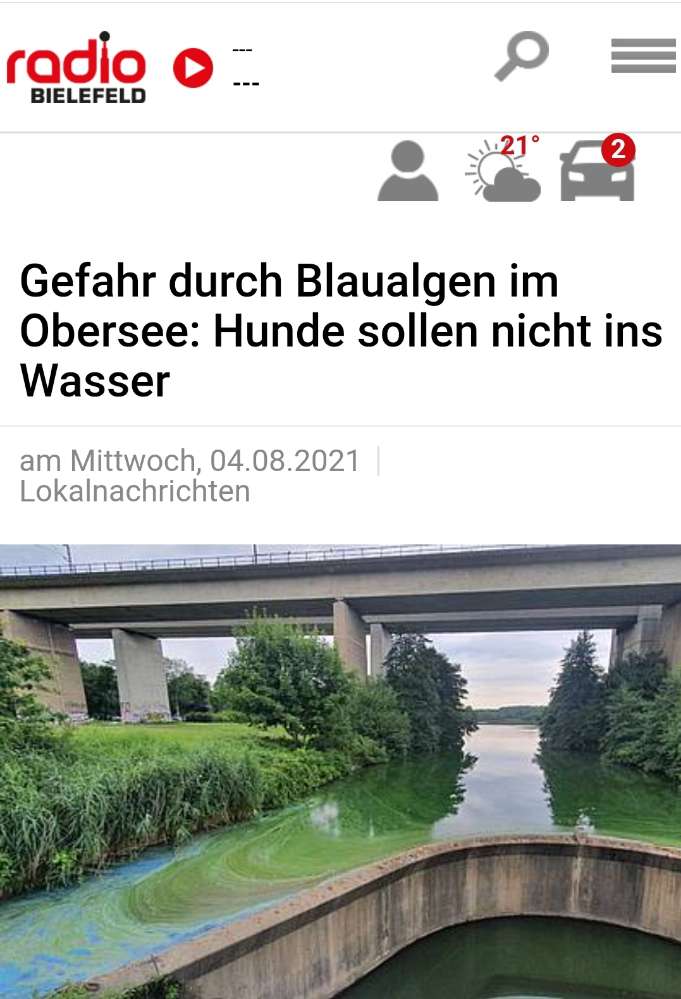 Giftköder-Blaualgen im Obersee-Profilbild