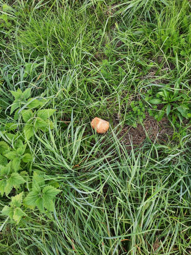 Giftköder-Verdächtige Essensreste-Profilbild