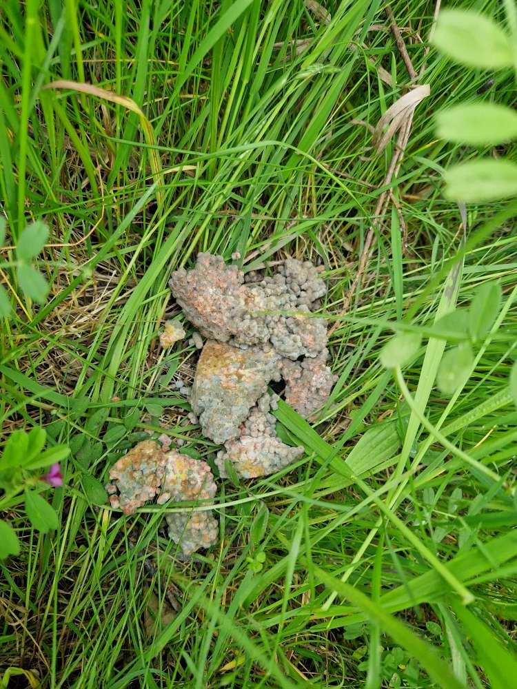 Giftköder-Vermutlich Giftköder-Profilbild