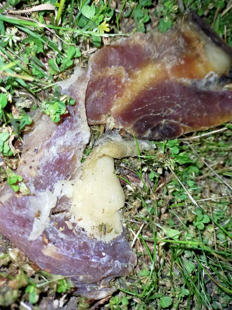 Giftköder-Stück merkwürdiges Fleisch-Profilbild