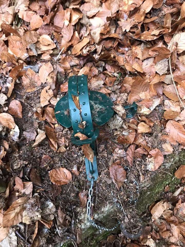 Giftköder-Tellerfalle-Profilbild