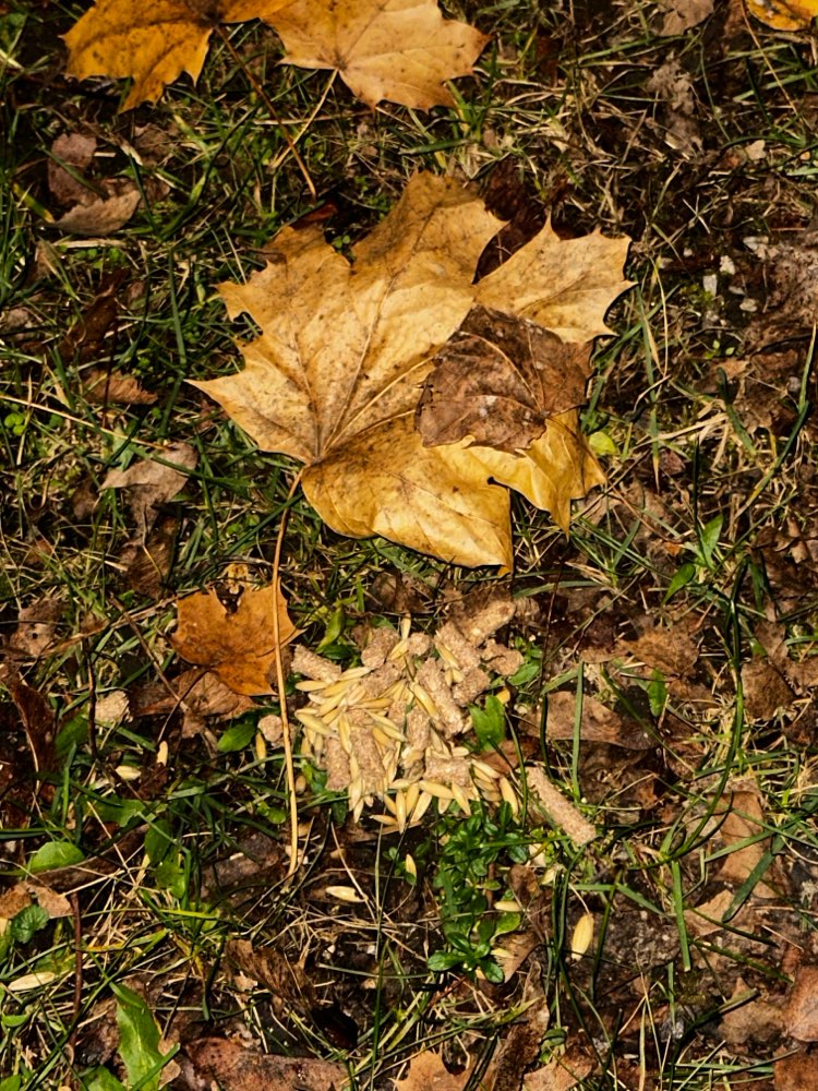 Giftköder-Möglicherweise Gift unter Laub versteckt-Profilbild