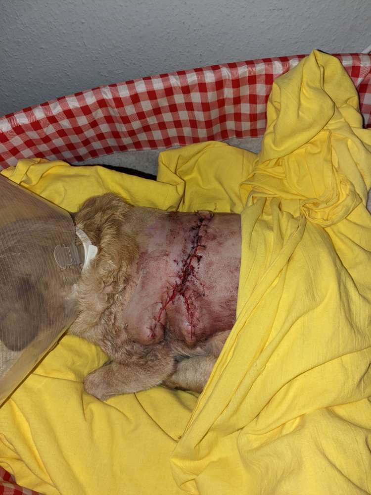 Giftköder-Freilaufender Kangal-Profilbild