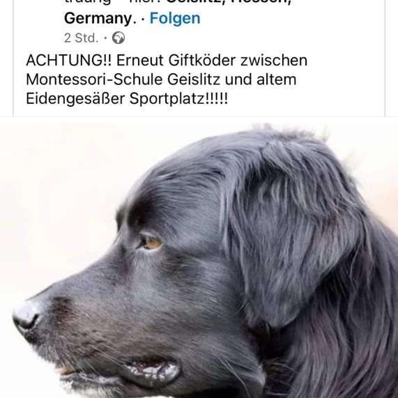 Giftköder-Giftköder Linsengericht-Profilbild