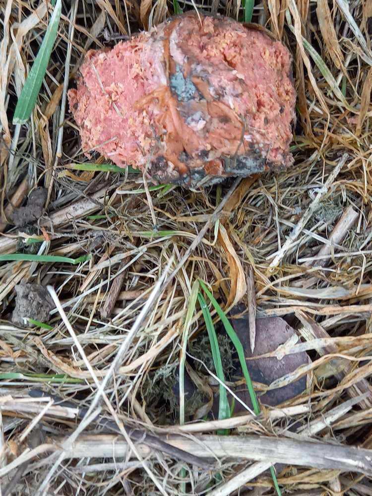 Giftköder-Giftköder (Mettklumpen)-Profilbild