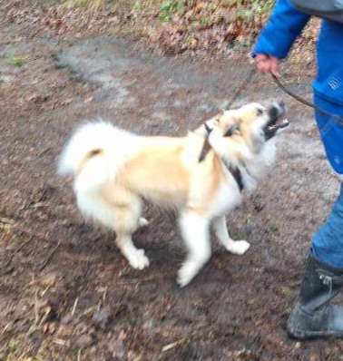 Giftköder-Freilaufender schnappender Hund-Profilbild
