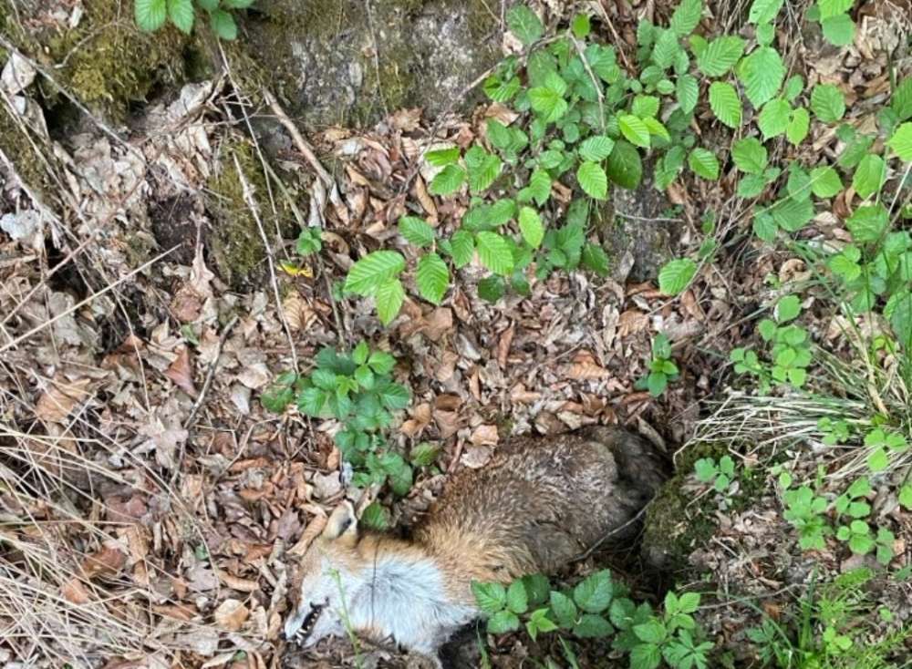 Giftköder-Toter Fuchs im Graben.-Profilbild