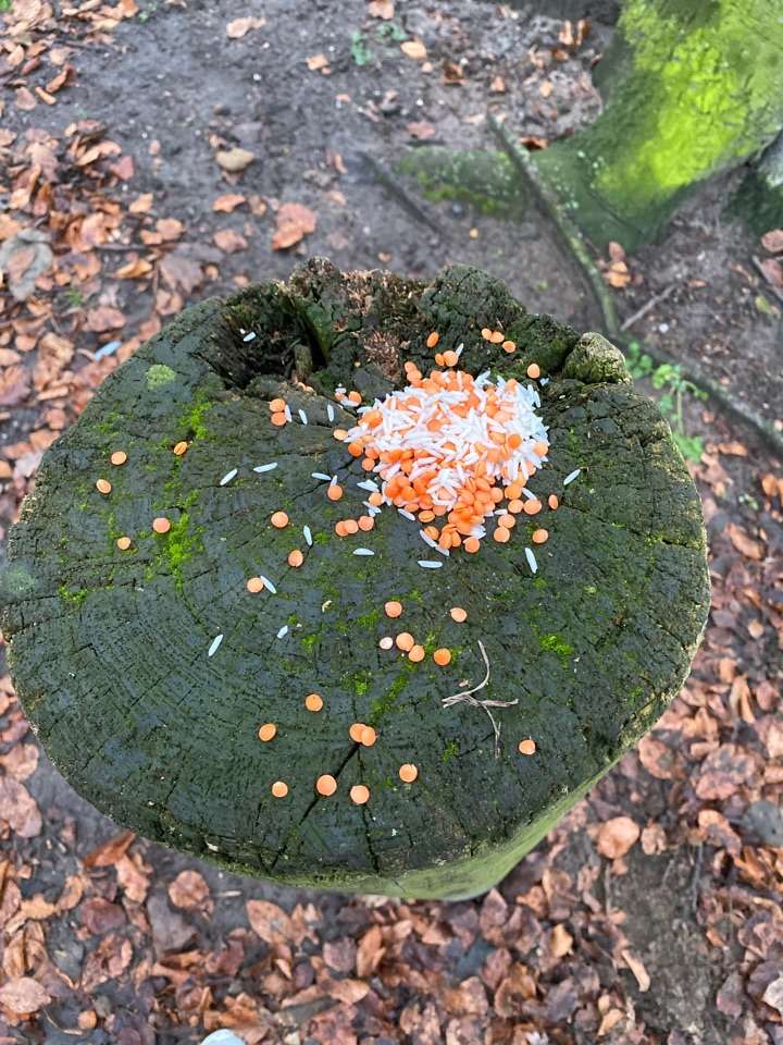 Giftköder-Reis mit unbekannter Substanz-Profilbild