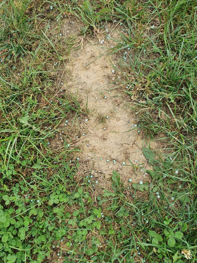 Giftköder-Blaukorn / Schneckenkorn-Profilbild