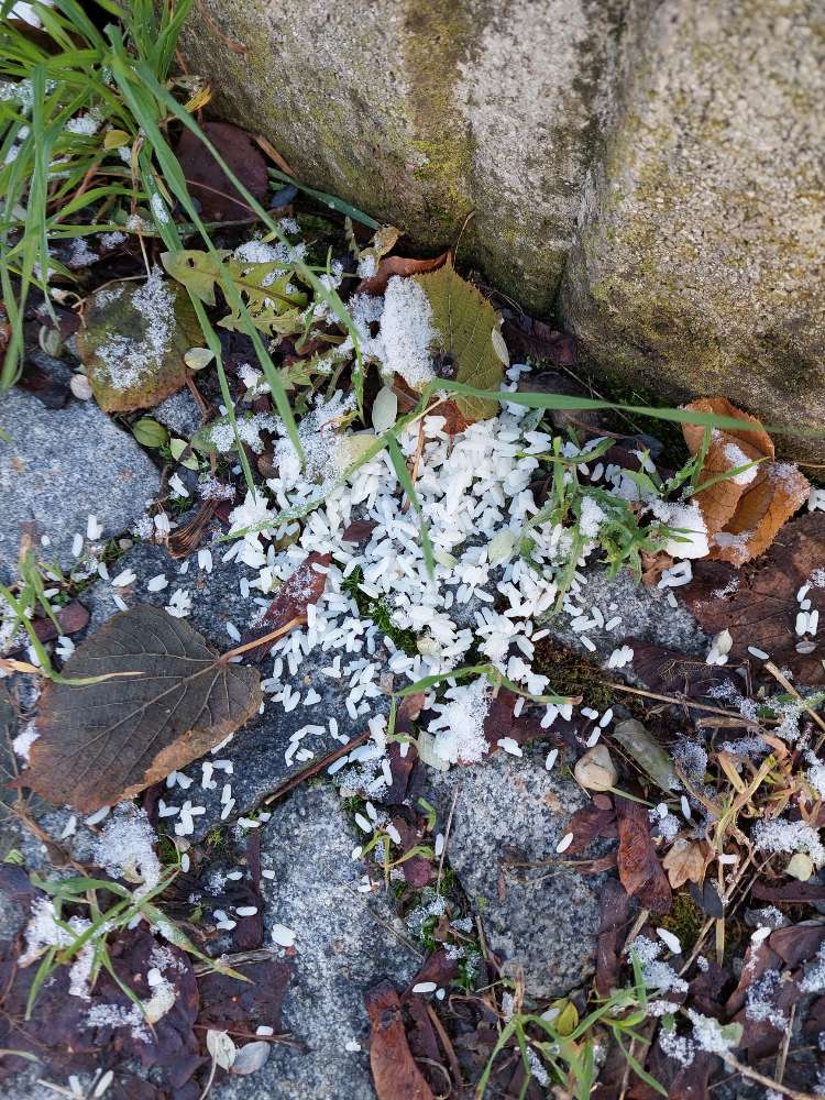 Giftköder-Giftköder?-Profilbild