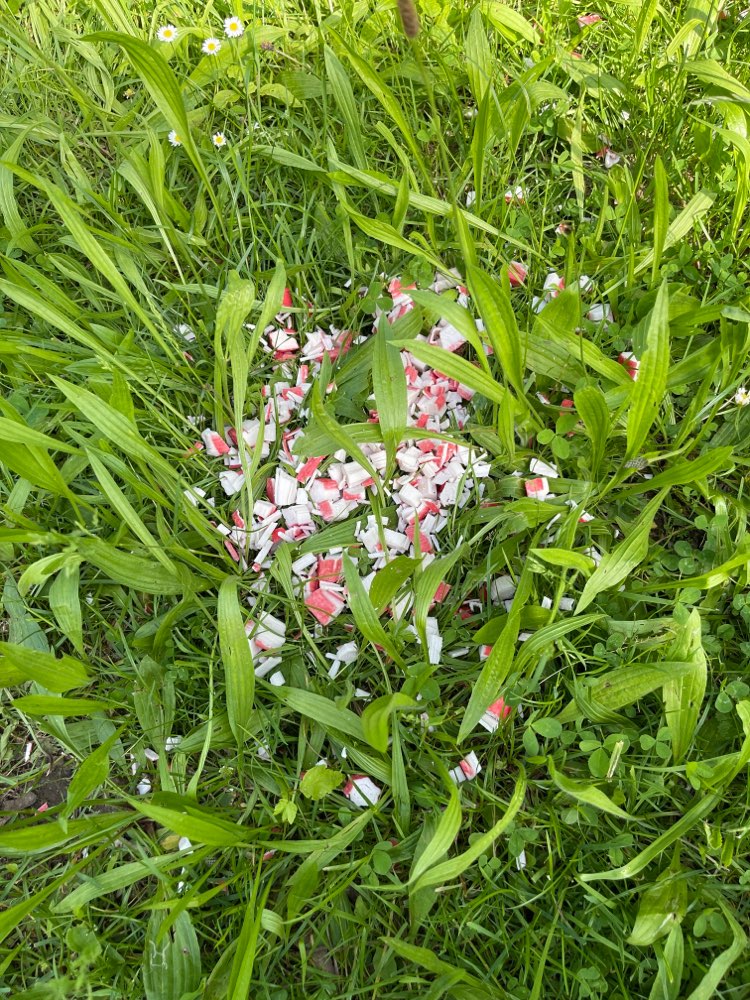 Giftköder-Undefinierbare Fisch- und Wurststücke-Profilbild