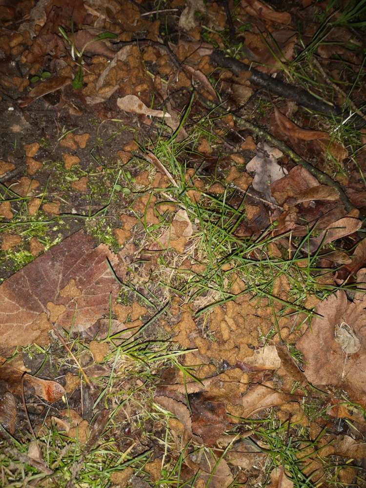 Giftköder-Haufenweise Tierfutter-Profilbild