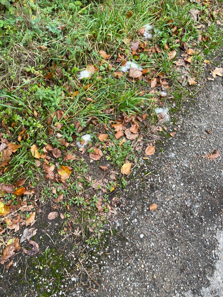 Giftköder-Neues Rattengift-Profilbild