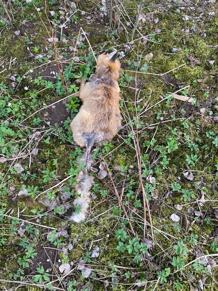 Giftköder-Fuchsräude-Profilbild