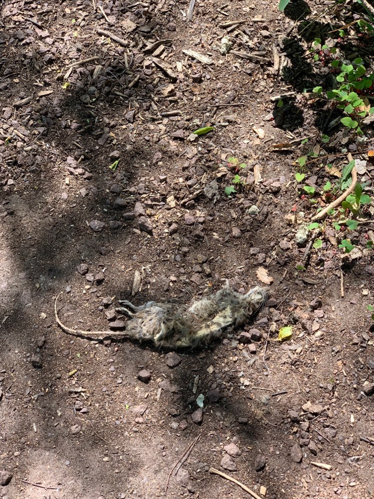 Giftköder-Tote Ratte im Park am Nordbahnhof-Profilbild