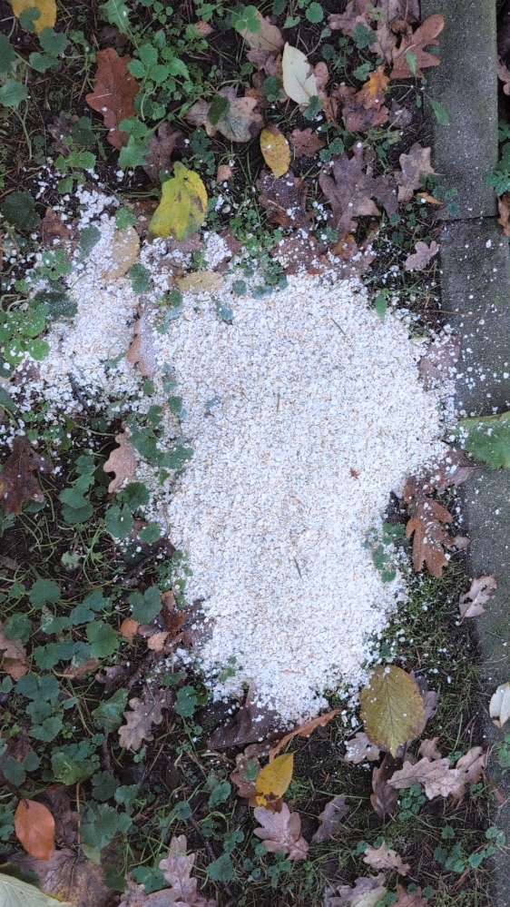 Giftköder-Weißes Zeug und kleine Hühnerknochen-Profilbild