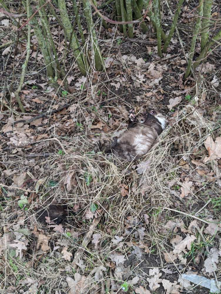 Giftköder-Toter Marder-Profilbild