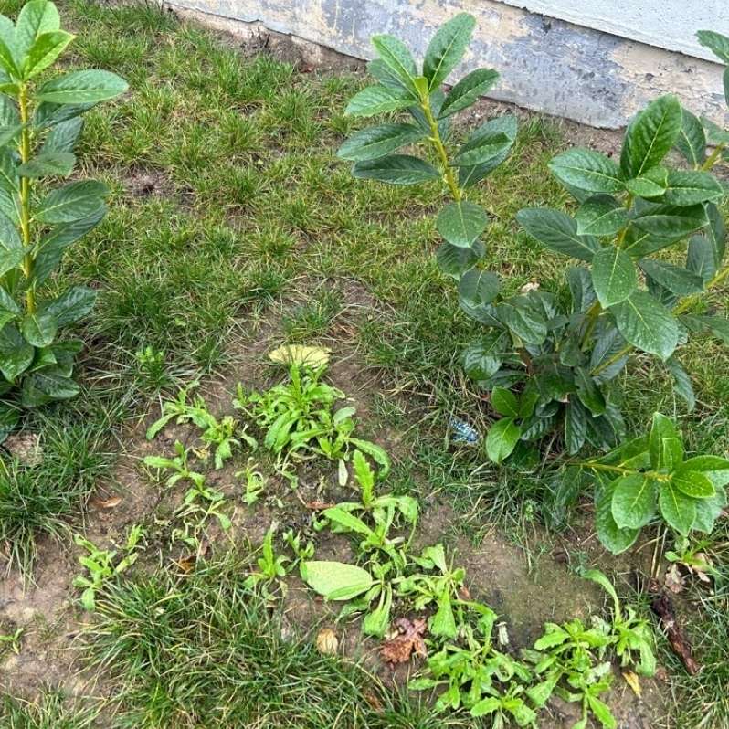 Giftköder-Blaukorn-Profilbild