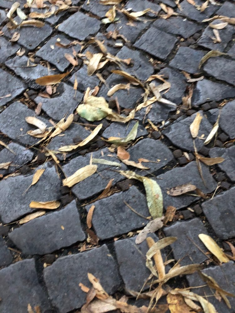 Giftköder-Verdacht auf Giftköder-Profilbild