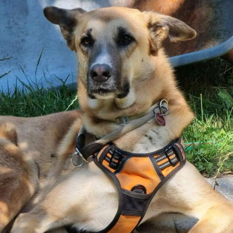 Suchmeldung-Joey-Profilbild