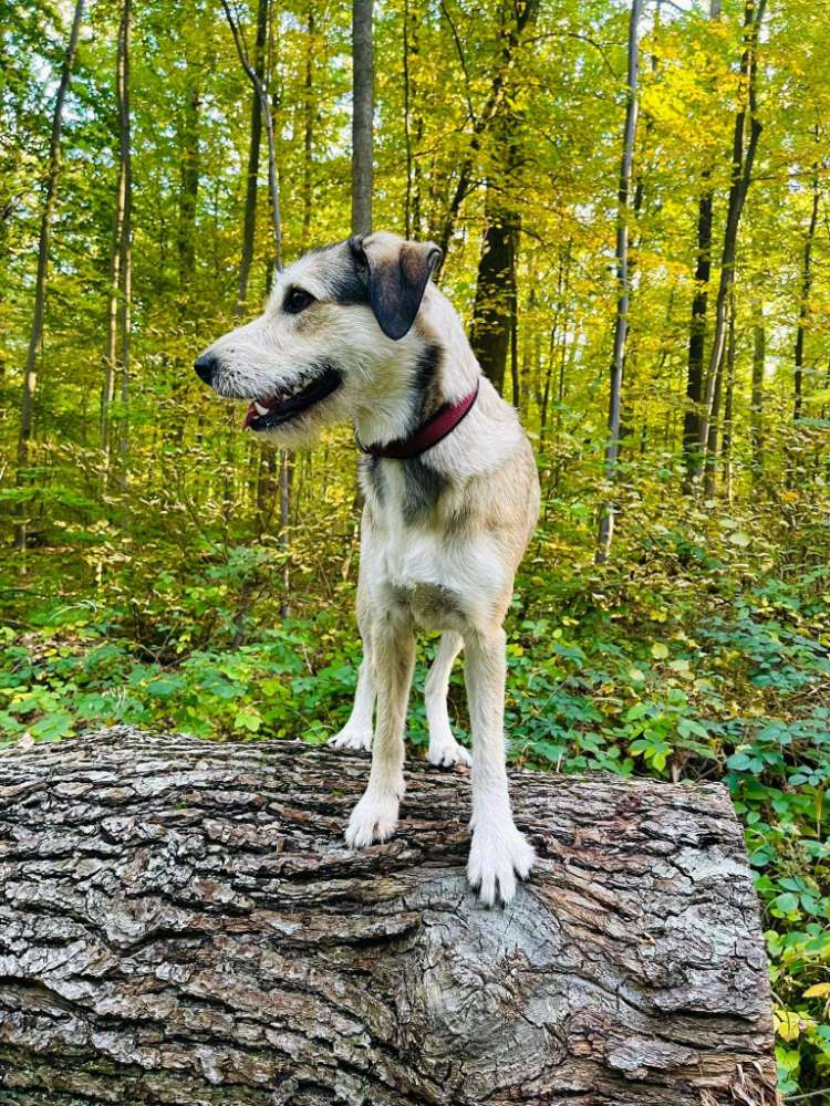 Suchmeldung-Ayla-Profilbild