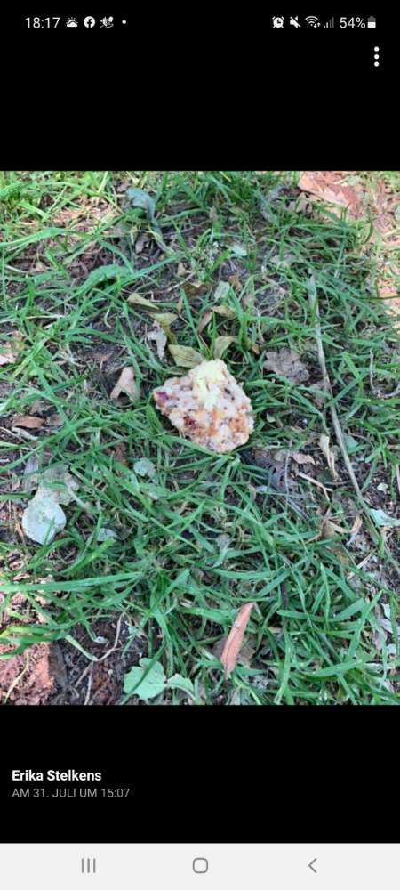 Giftköder-Giftköder-Profilbild