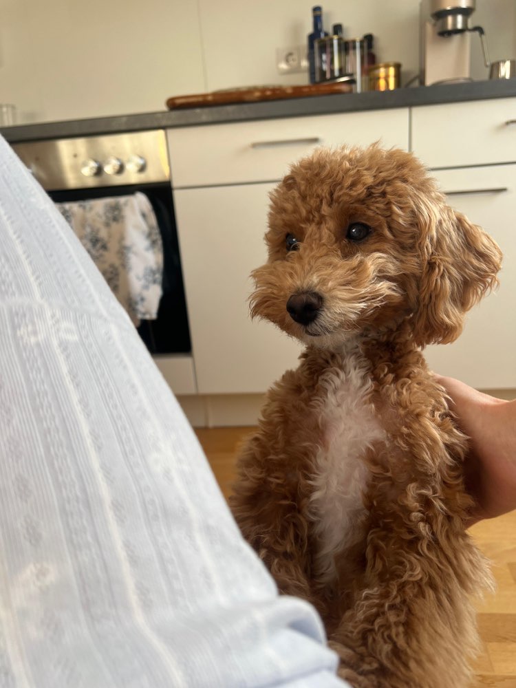 Hundetreffen-Treffen zum Spielen in Raum Graz/Graz Umgebung-Profilbild