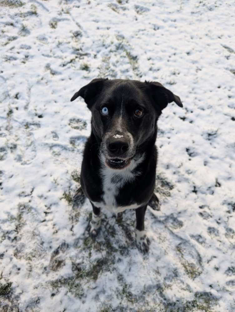 Suchmeldung-Balou-Profilbild