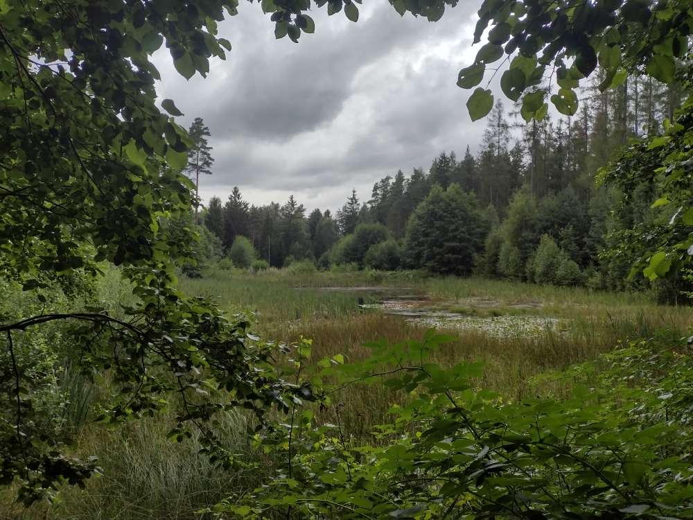 Hundetreffen-Ilmenauer Hinterhofrunde-Profilbild