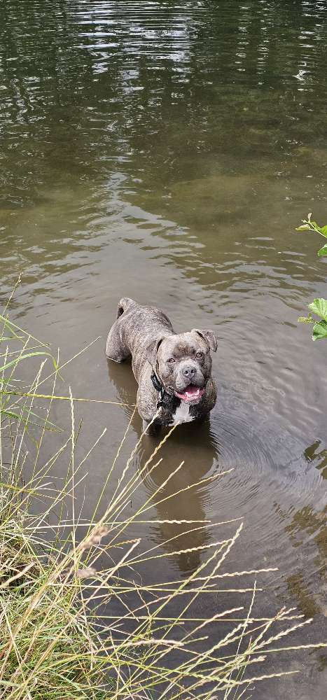 Hundetreffen-Loki freut sich über neue,aktive Spielgefährten-Profilbild
