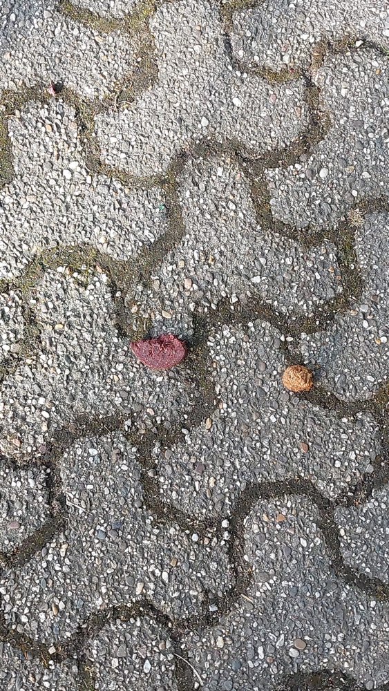 Giftköder-Möglicher Giftköder-Profilbild
