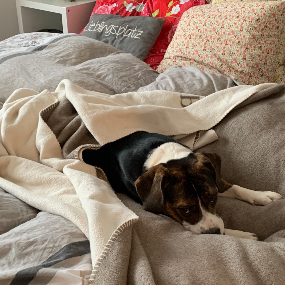 Hundetreffen-Neue in Bad Zwischenahn - Hunde-Freunde gesucht-Profilbild