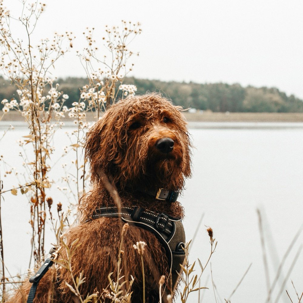 Hundetreffen-Spielkamerad gesucht-Profilbild