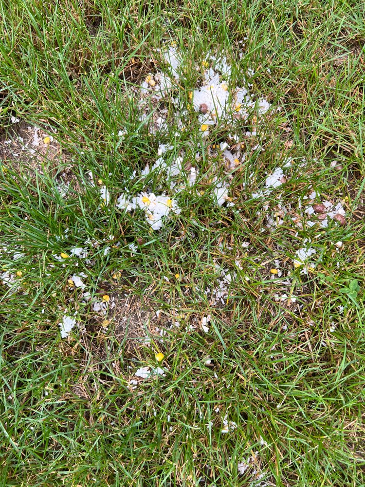 Giftköder-Essensreste neben dem Parkplatz/Wiese-Profilbild