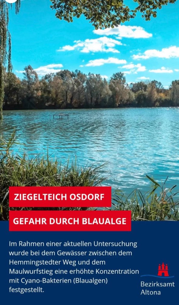 Giftköder-Blaualgen am Ziegleiteich in Osdorf-Profilbild
